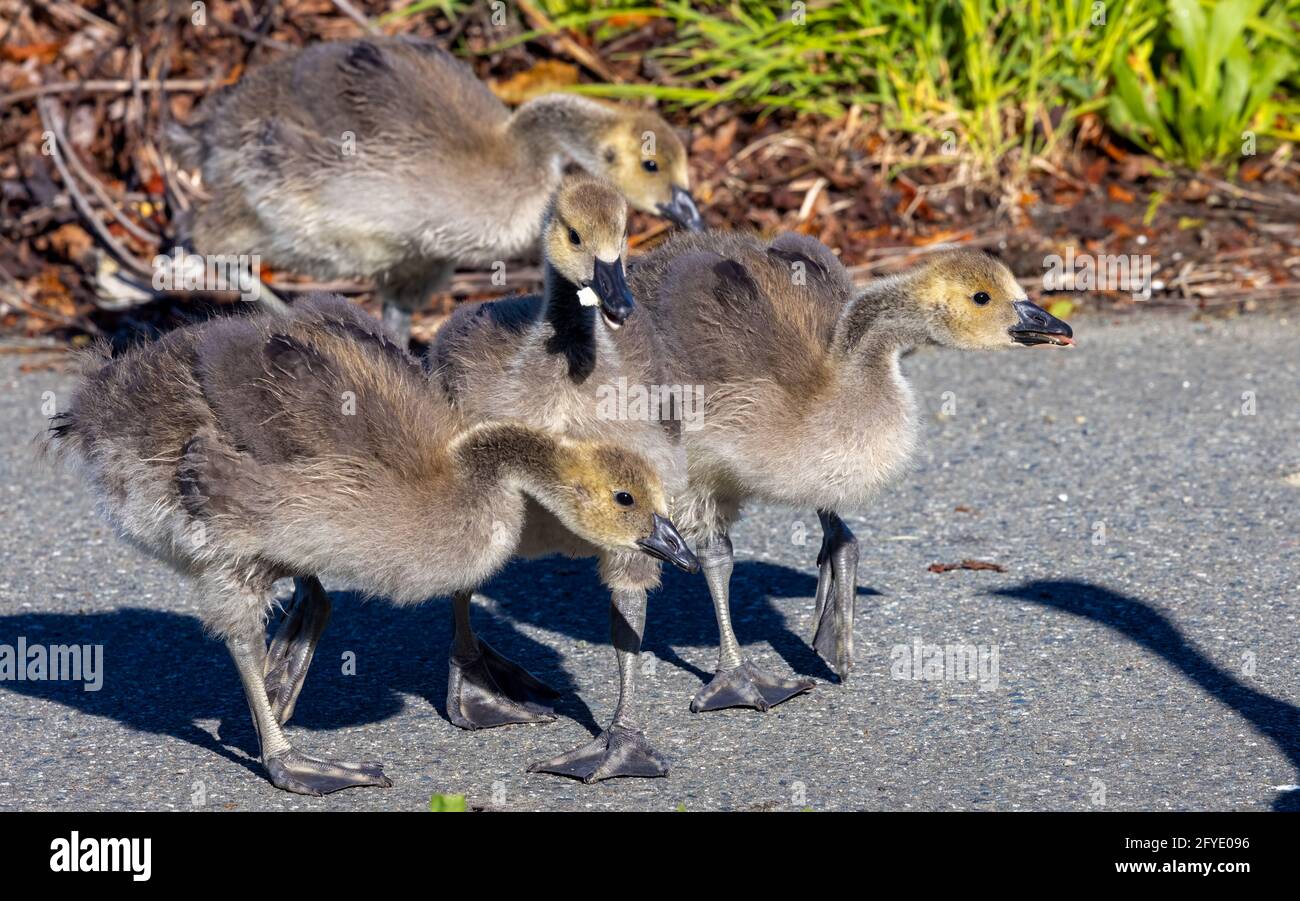 Canadian Geese Goslings in Victoria, BC, Canada Stock Photo