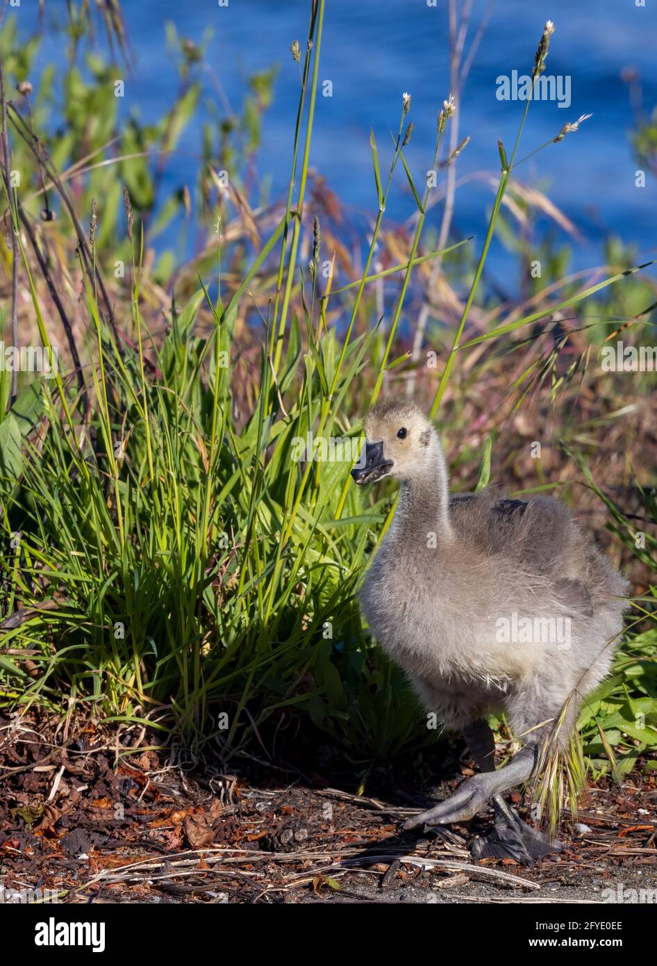 Canadian Geese Goslings in Victoria, BC, Canada Stock Photo