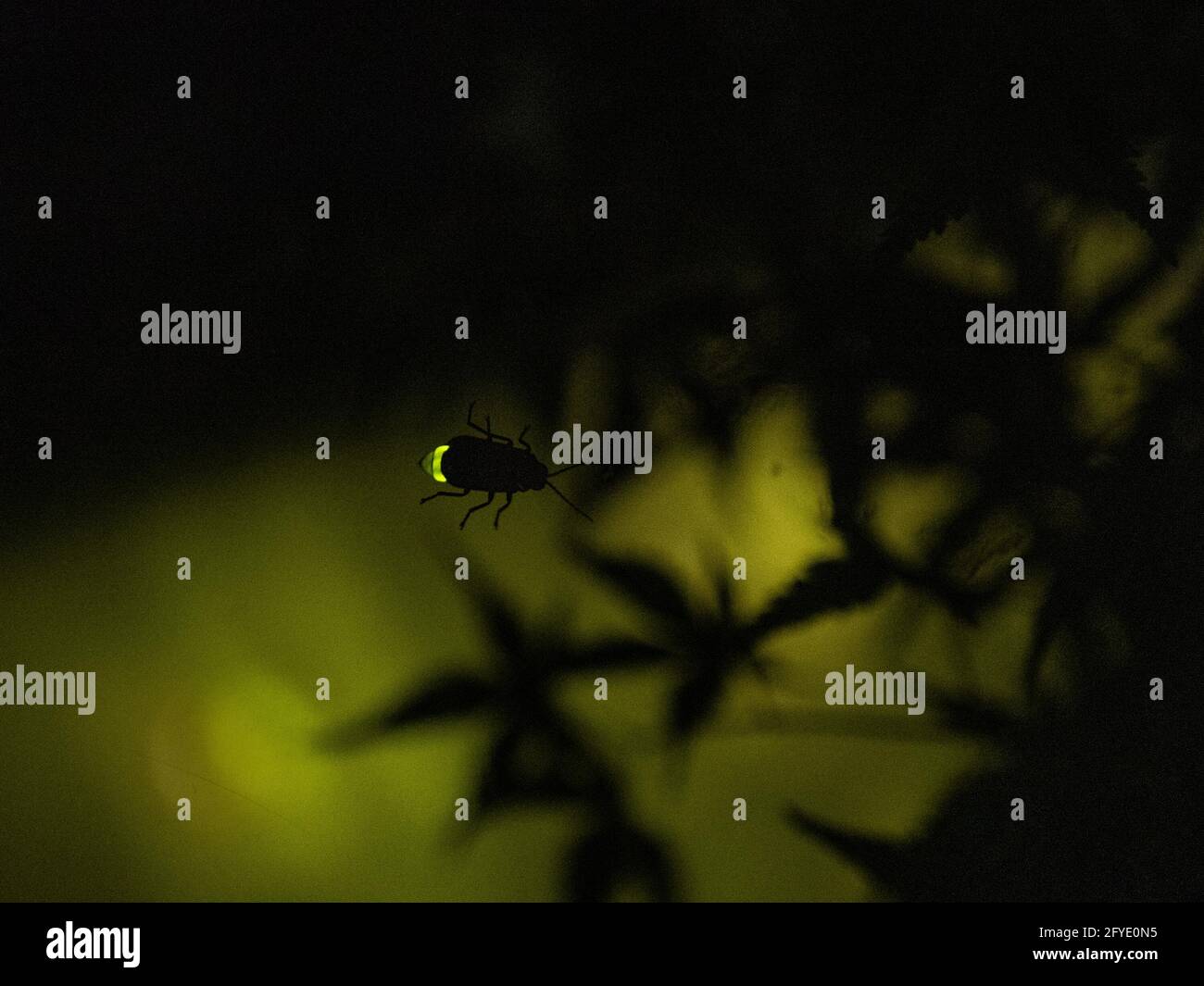 Single firefly (Luciola cruciata) glowing among Japanese maple leaves Stock Photo