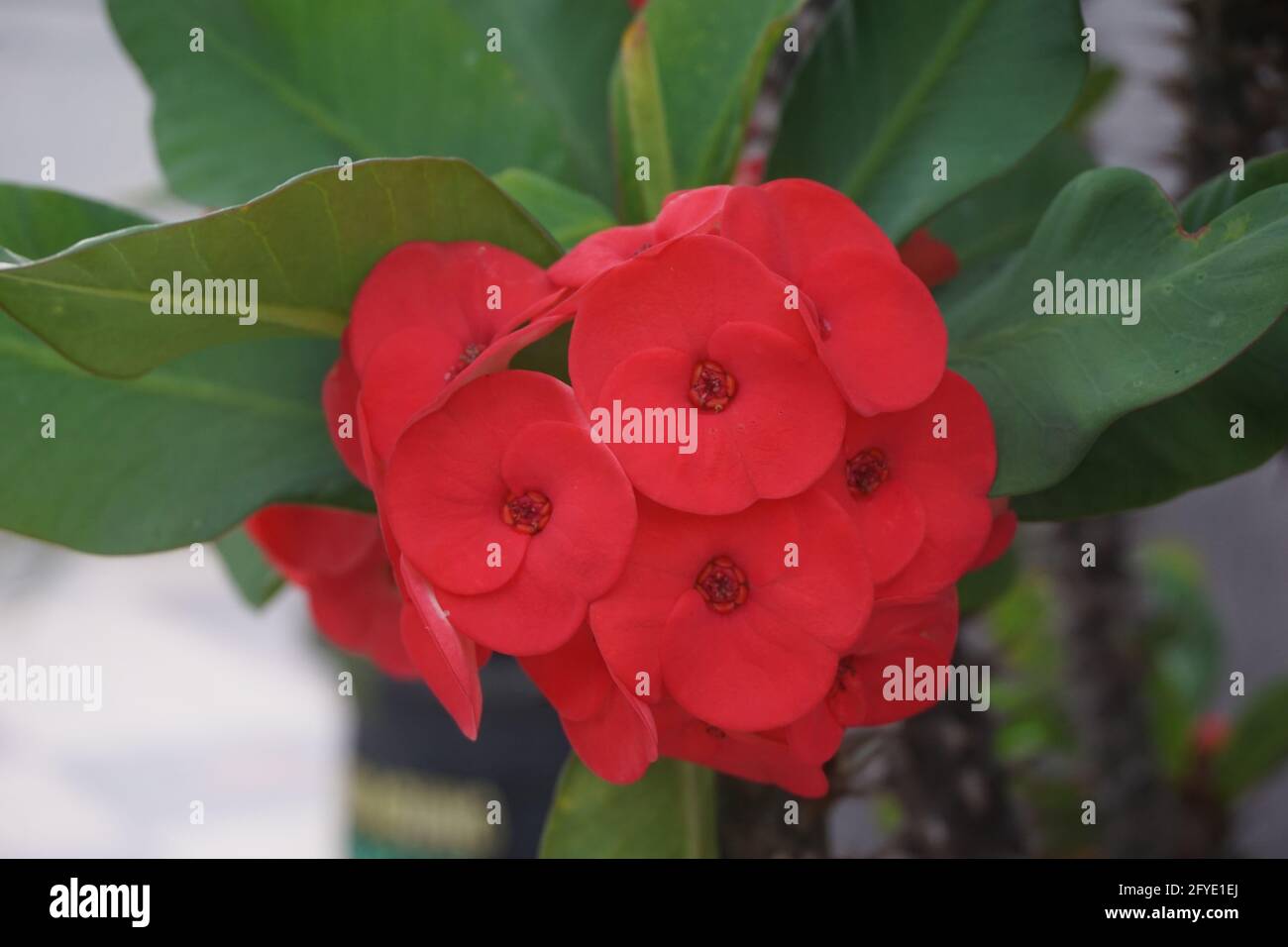 Close up Euphorbia milii (crown of thorns, Christ plant, Christ thorn, Corona de Cristo, coroa de cristo) with natural background. It is a species of Stock Photo