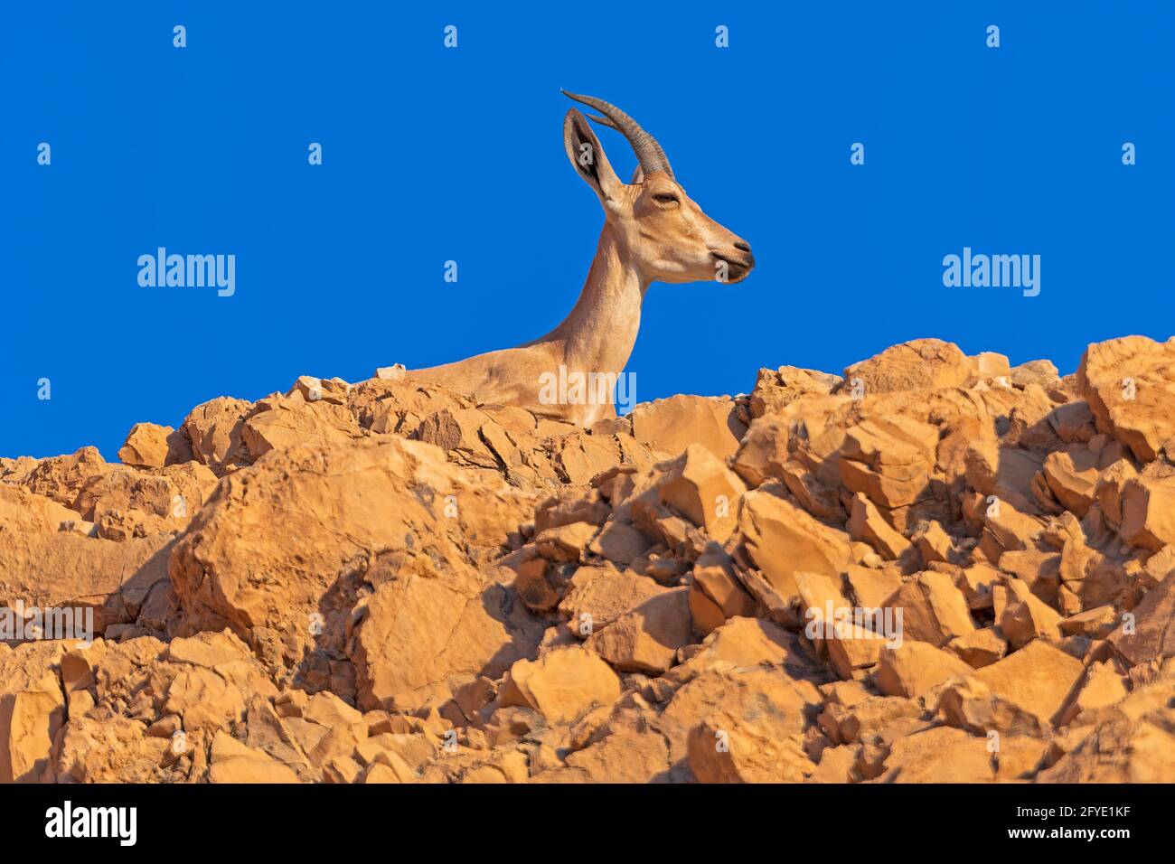 Nubian Ibex Watching From Above on the Cliffs of Masada in Israel Stock Photo