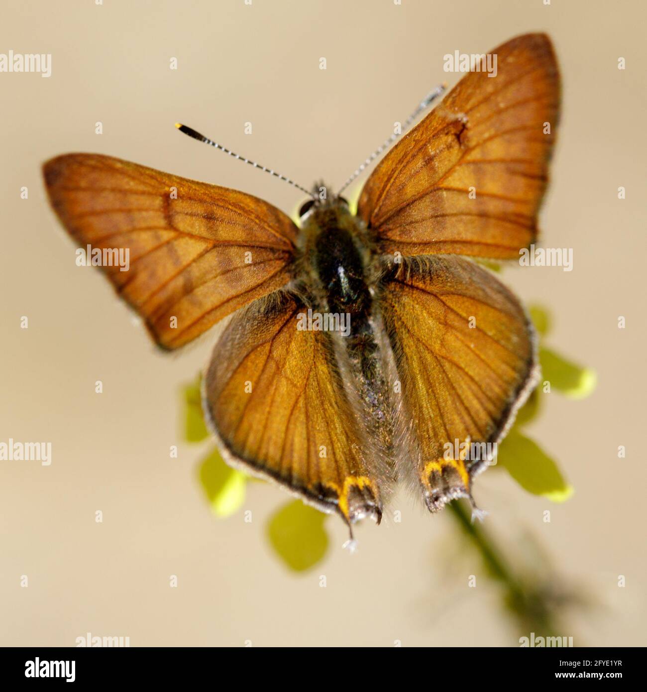 Tailed Copper butterfly, male. Stevens Creek County Park, Santa Clara County, California, USA. Stock Photo