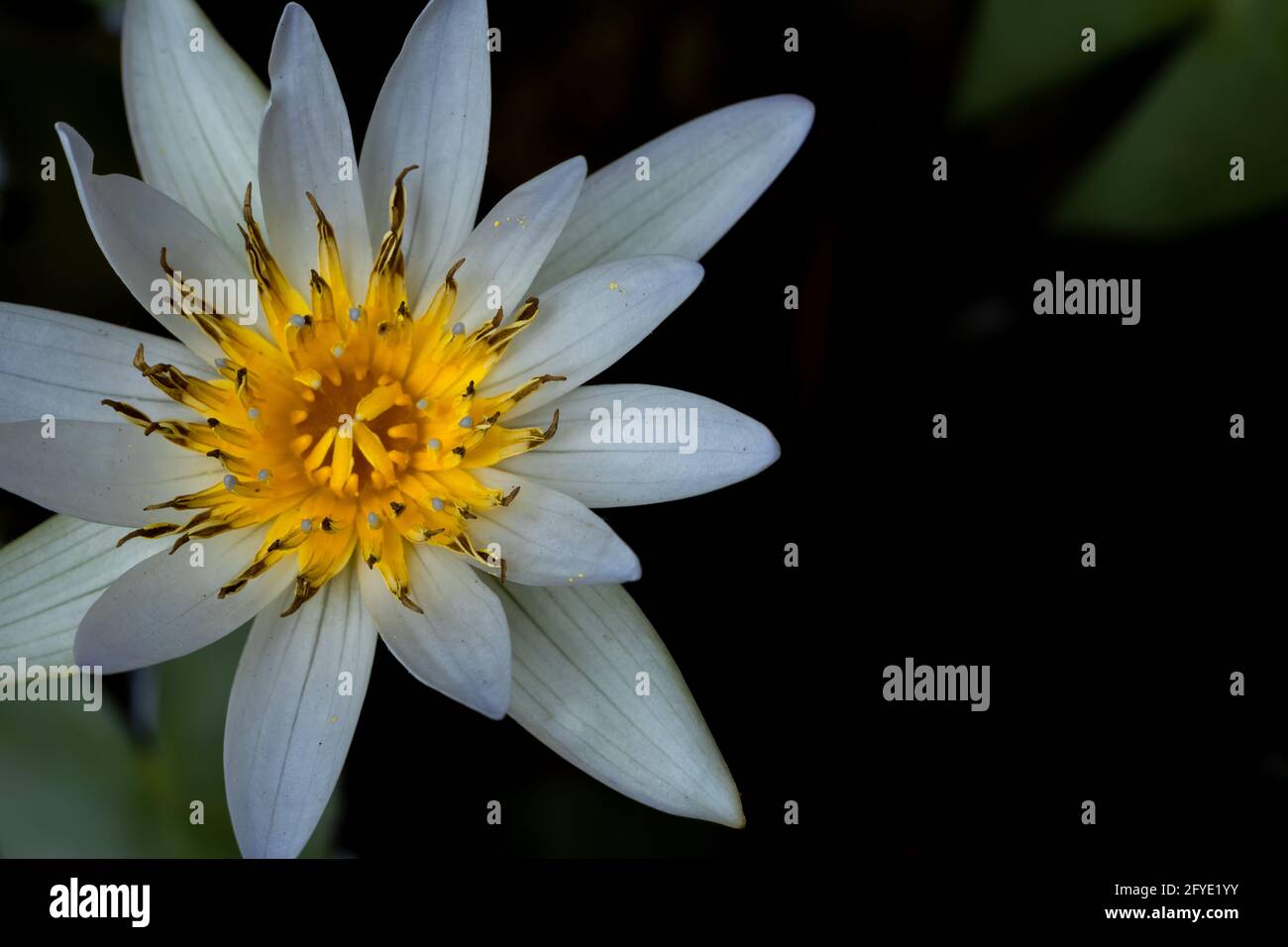 A water lily flower with yellow center and off white petals Stock Photo