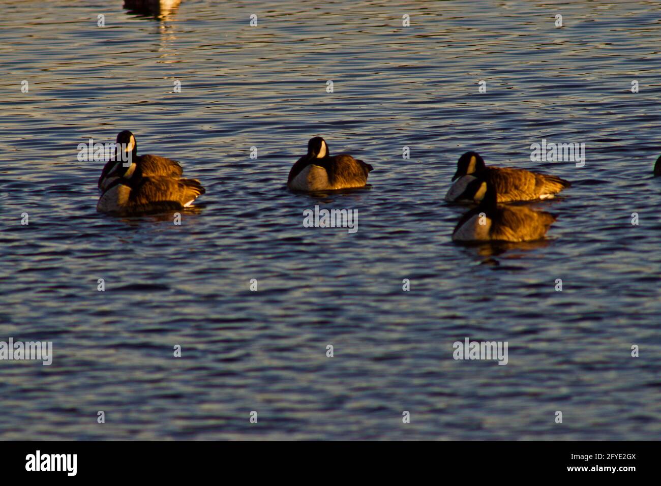 Canada geese resting on South East City Park Public Fishing Lake, Canyon, Texas. Stock Photo