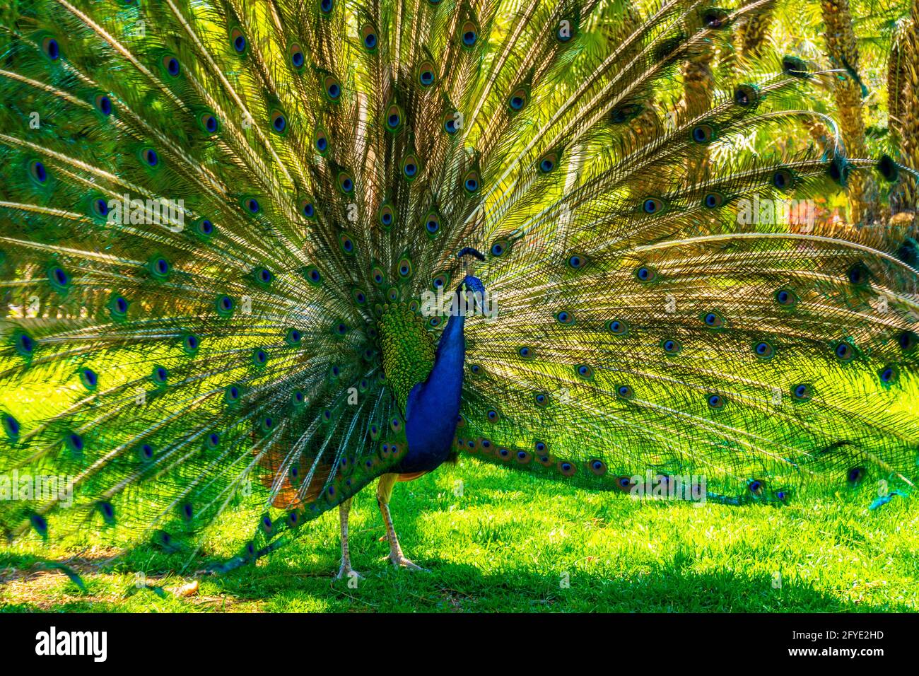 Peacock with its beautiful open tail in the Parque de las Naciones ...