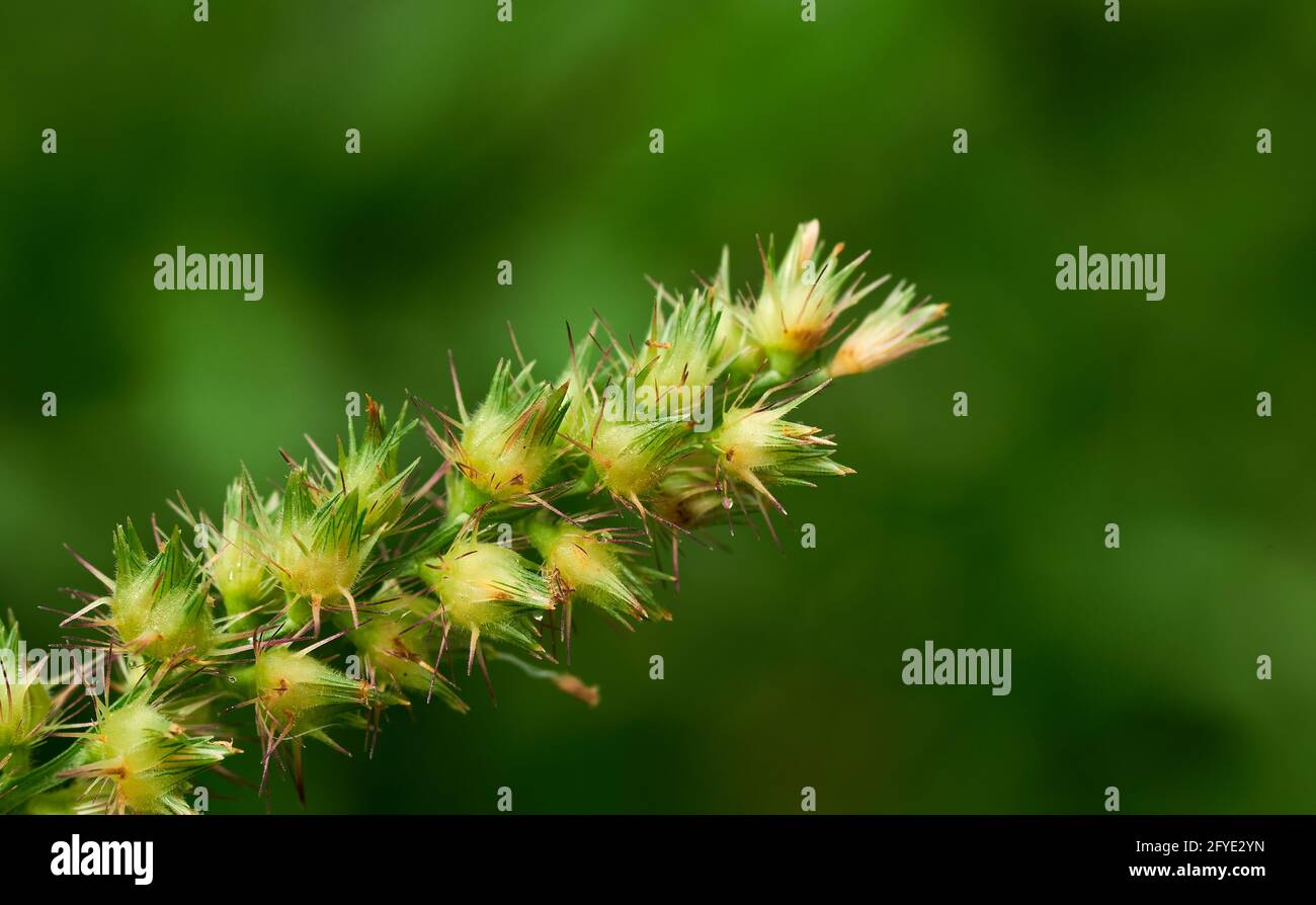 Closeup view of a spiky flower of the grass Stock Photo Alamy