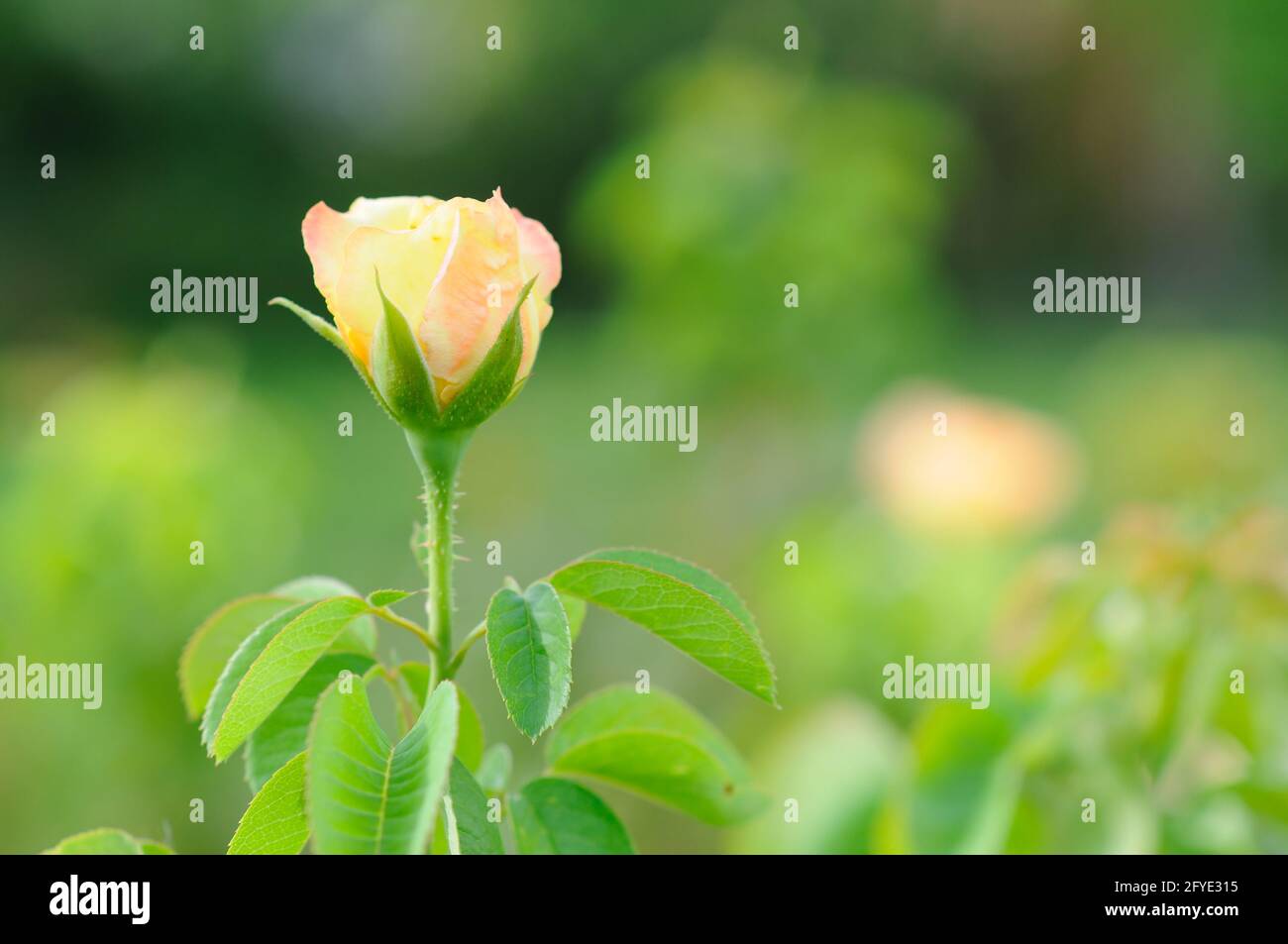 A Blooming Yellow Rose Stock Photo Alamy
