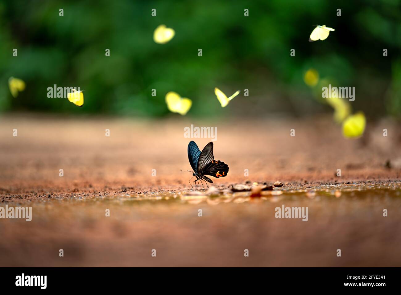 Butterfly season in Ma Da Forest in Dong Nai province. During summer, the hot weather will attract butterfly to gather at Ma Da forest. Stock Photo