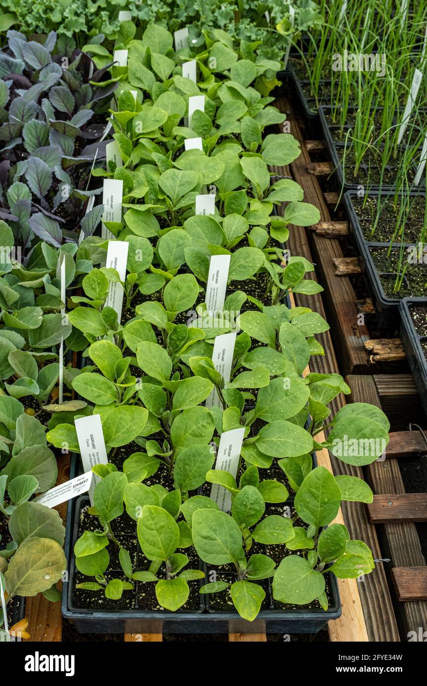 Plants in trays in a greenhouse in Massachusetts ready to be sold for planting Stock Photo