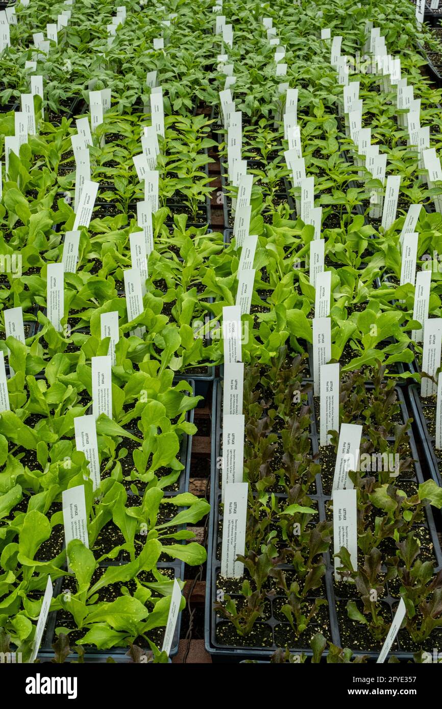 Plants in trays in a greenhouse in Massachusetts ready to be sold for planting Stock Photo