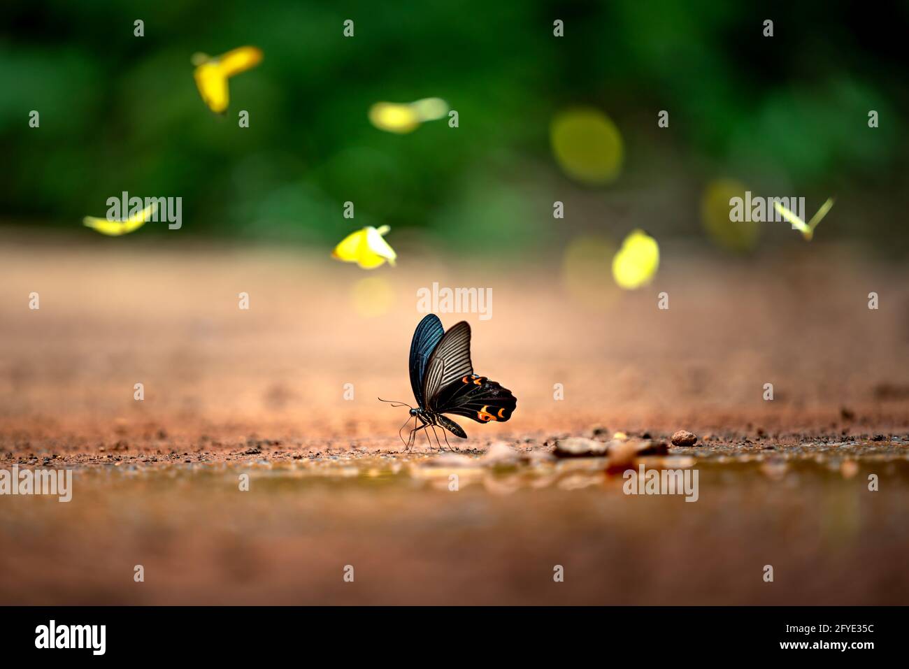 Butterfly season in Ma Da Forest in Dong Nai province. During summer, the hot weather will attract butterfly to gather at Ma Da forest. Stock Photo