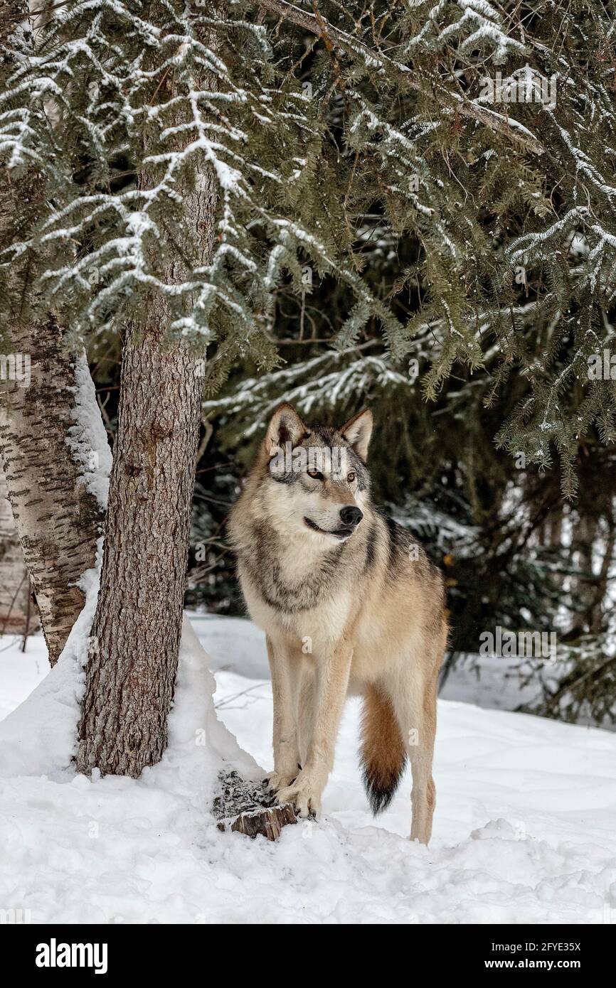 The gray wolf is found in the wilderness and remote areas of North America. It is one of the largest member of its dog family. Stock Photo