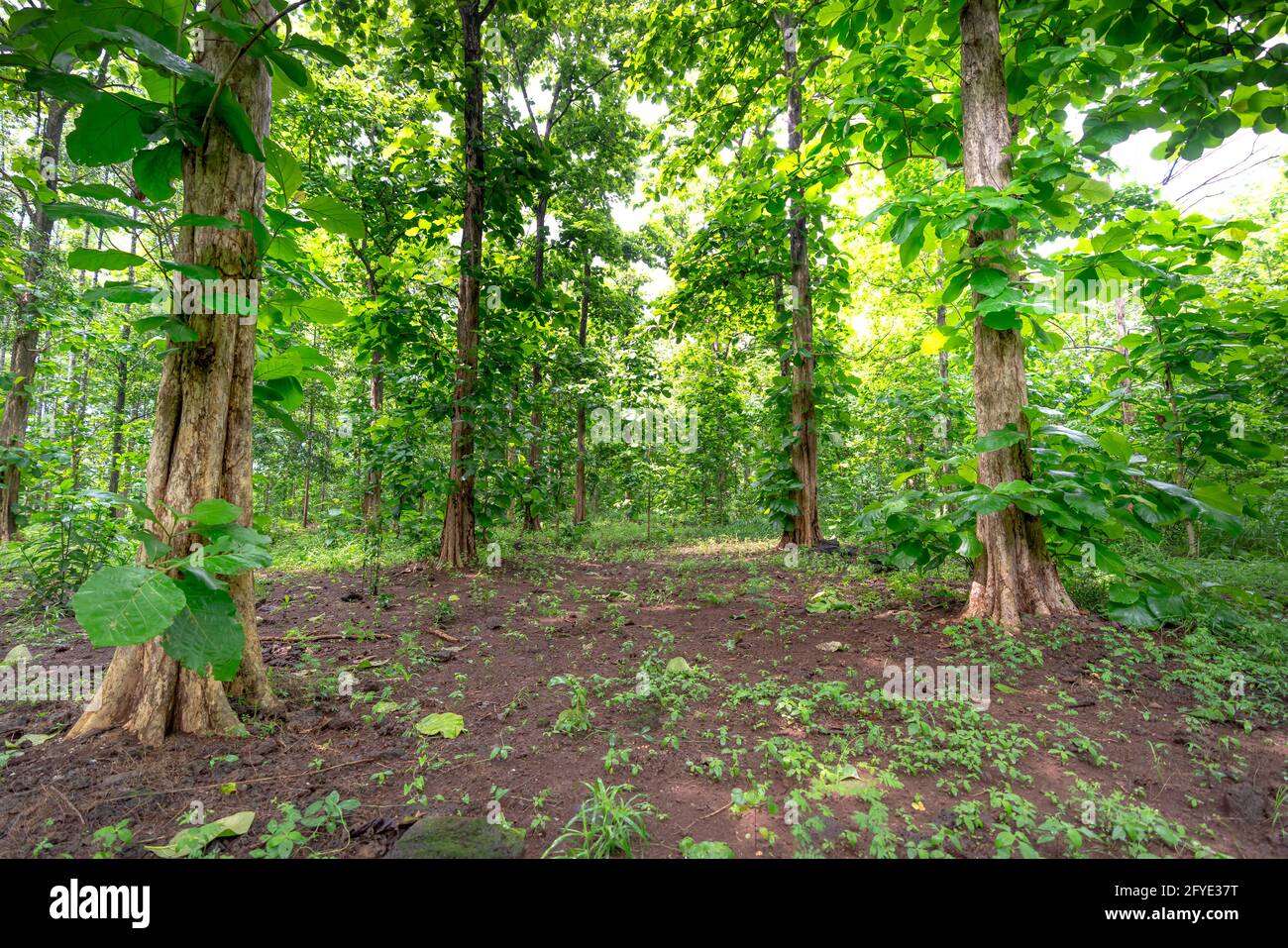 Teak Tree Forest (Tectona grandis). This tree has a wide elliptical leaf. The tree can be tall and large. Stock Photo
