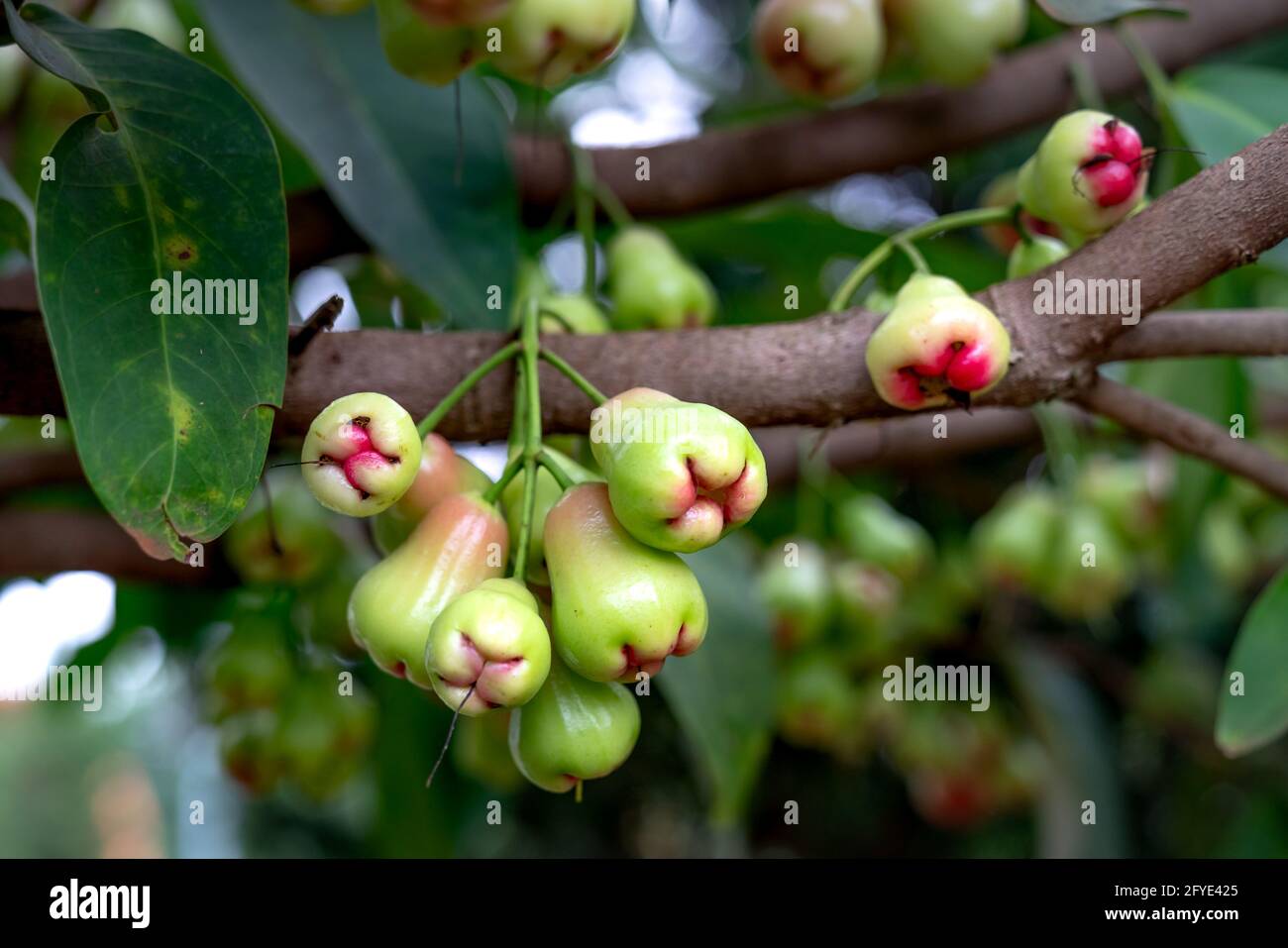 Rose apple fruit hanging on tree Stock Photo - Alamy