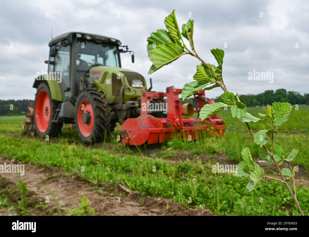 27 May 2021, Brandenburg, Krügersdorf: An employee of Oegelner Fließ Dienstleistungs GmbH & Co. KG works the soil on a new forest area where small trees are already growing. Tesla is building a state-of-the-art plant for electric cars in Brandenburg. Trees were felled for it. Other areas are now being reforested for this purpose. New forest areas are being created. The mini trees are growing up. Photo: Patrick Pleul/dpa-Zentralbild/dpa Stock Photo