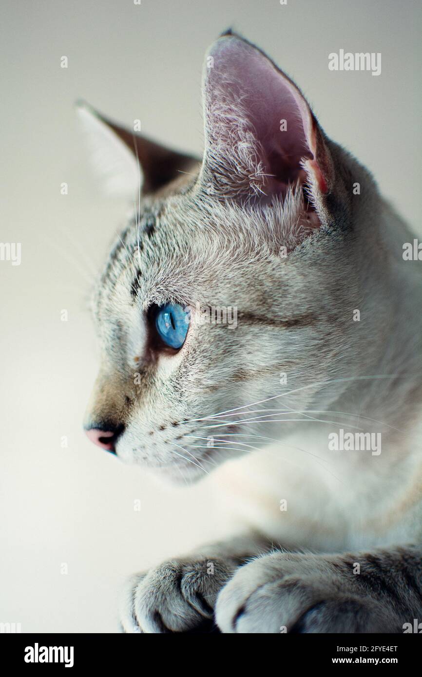 Portrait of a domestic gray cat with blue eyes against the wall under ...
