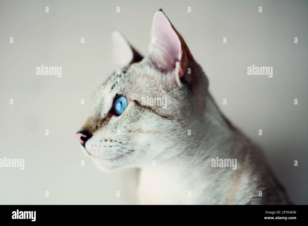 Portrait of a domestic gray cat with blue eyes against the wall under ...