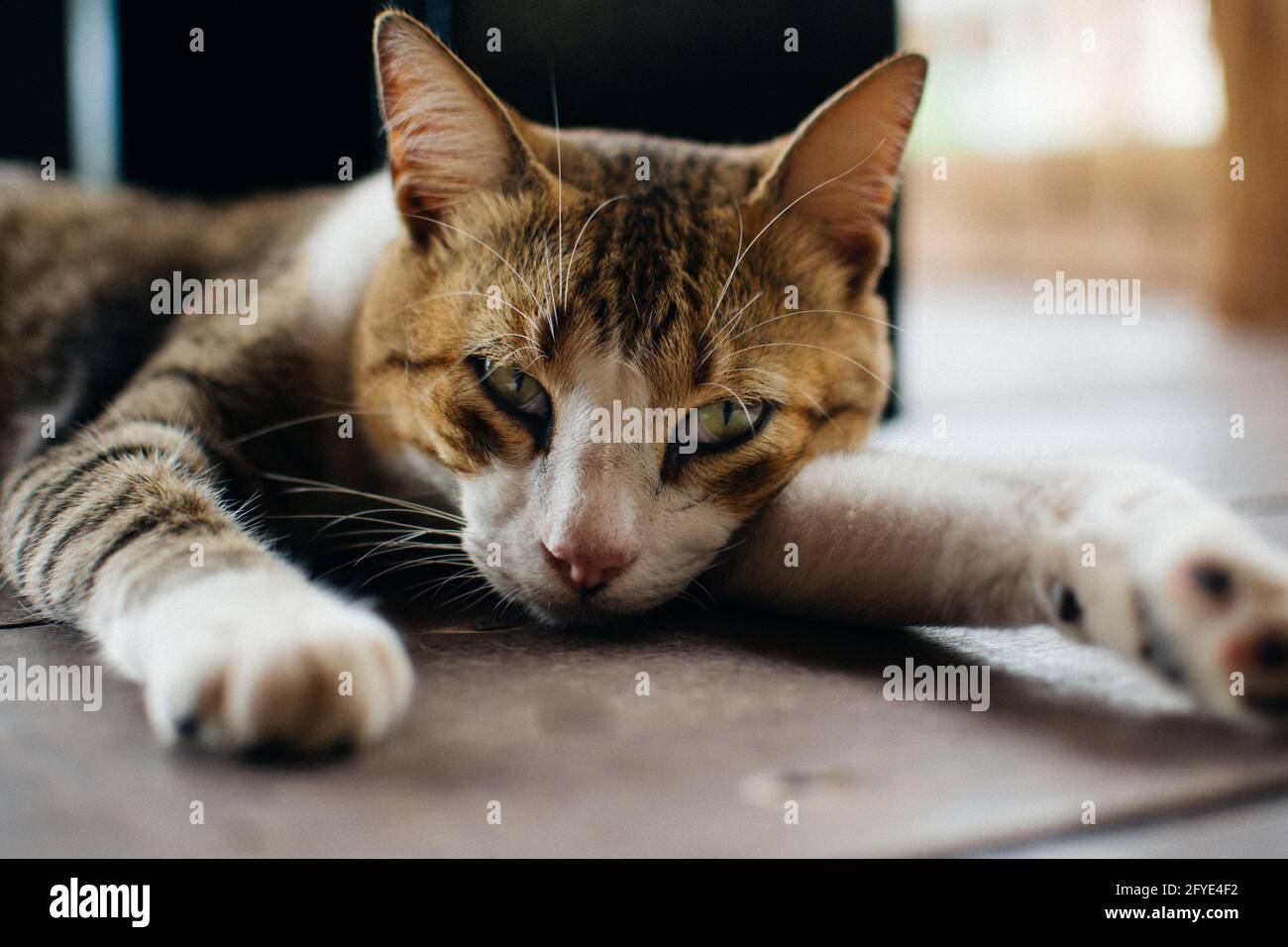 Closeup of a tired striped cat lying on the floor under the lights with ...