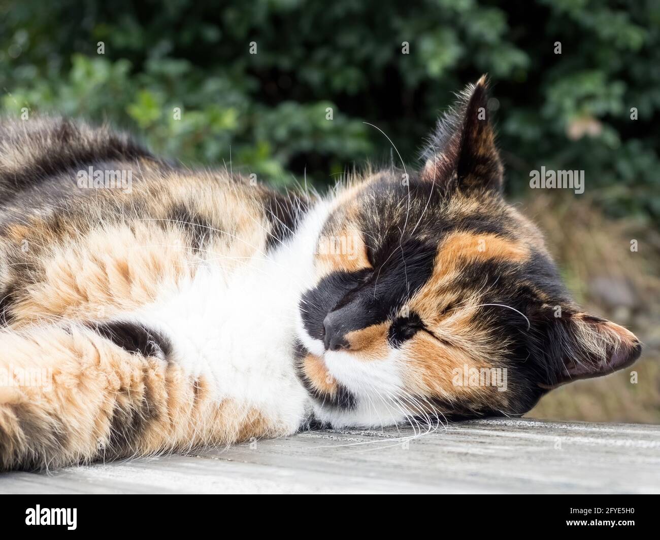 Calico cat sleeping on wooden deck Stock Photo - Alamy