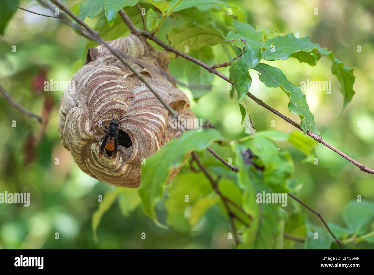 Lesser banded hornet's nest Stock Photo