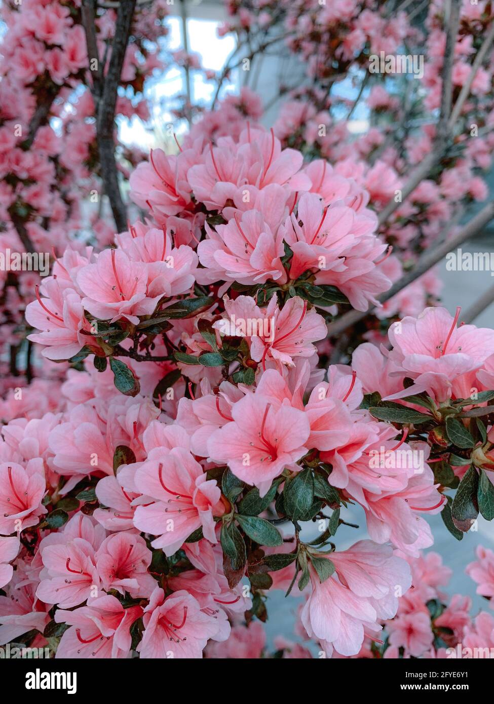 Vertical shot of the pink flowers of a Japanese magnolia tree Stock ...