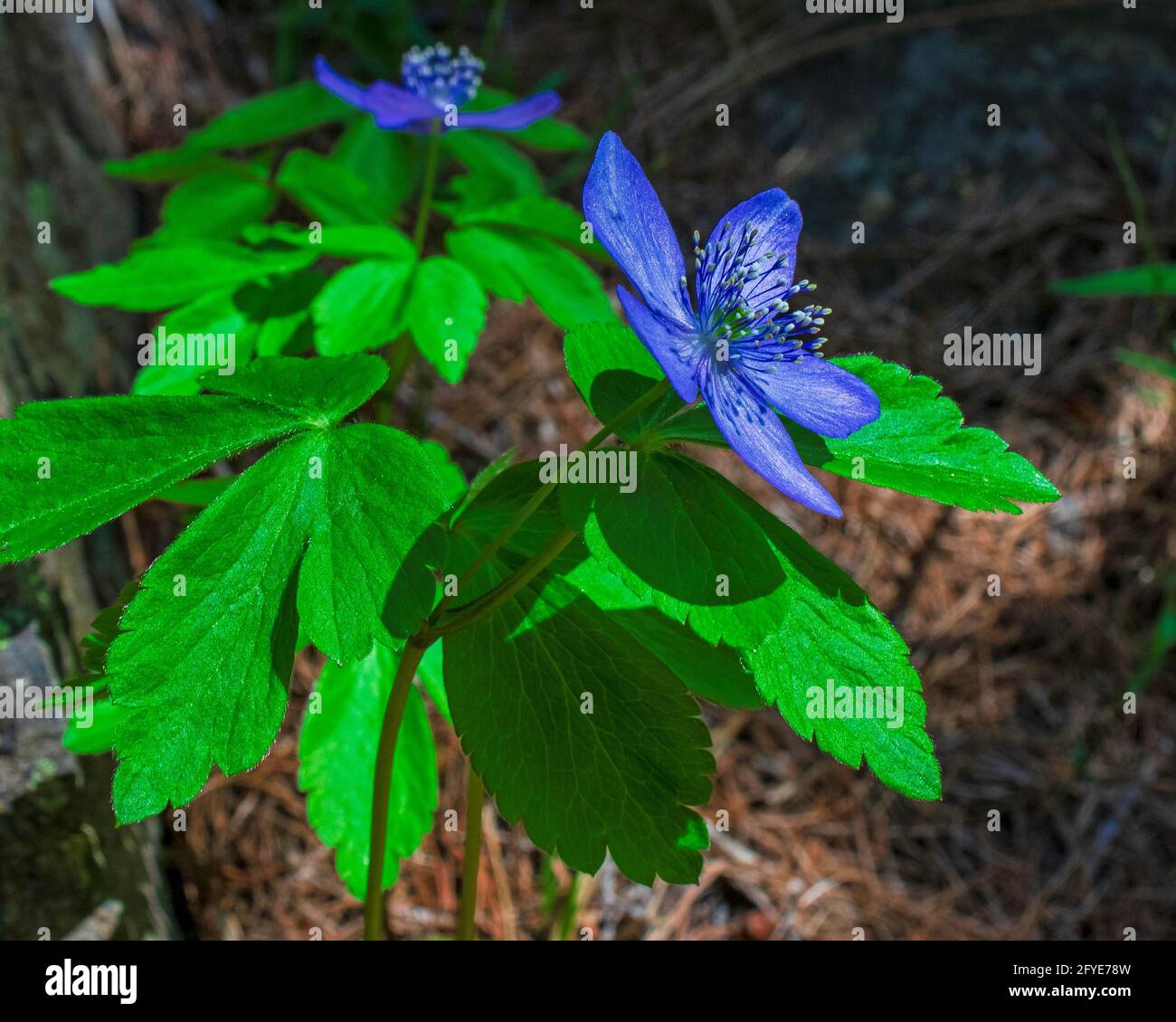 Violet wildflowers blooming in the spring sunshine Stock Photo
