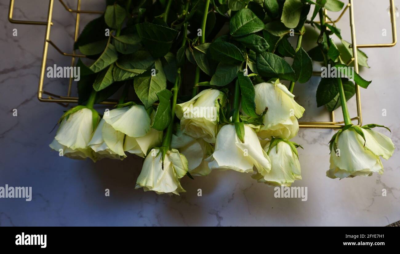 white flower in  your morning. Stock Photo