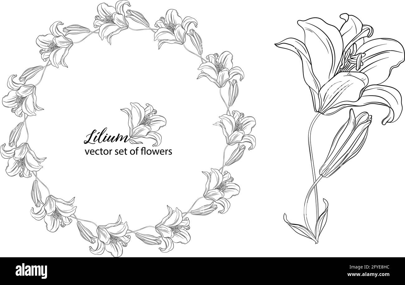 vector set of flowers and Lily buds. Lílium Stock Vector Image & Art ...