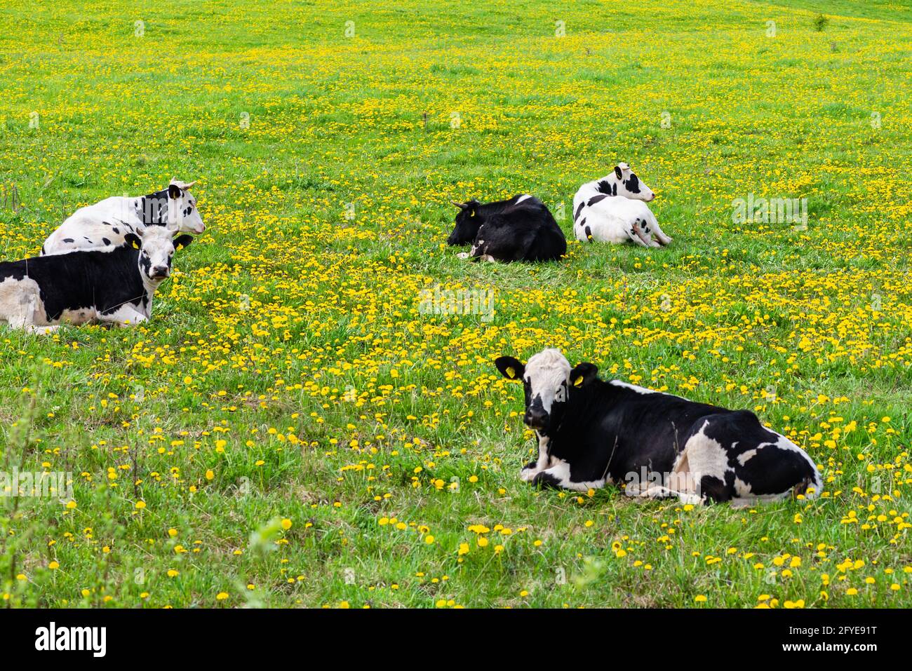 Black and white cows in a green grassy field on a bright and sunny day ...