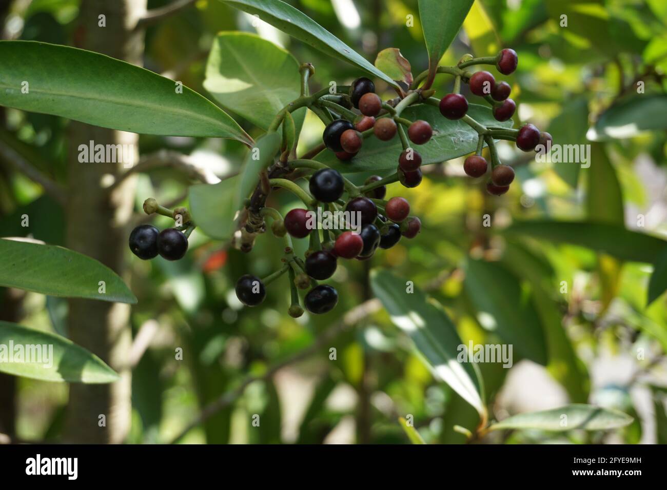 Ardisia elliptica (shoebutton ardisia, duck's eye and coralberry) with a natural background. Indonesian call it lempeni Stock Photo