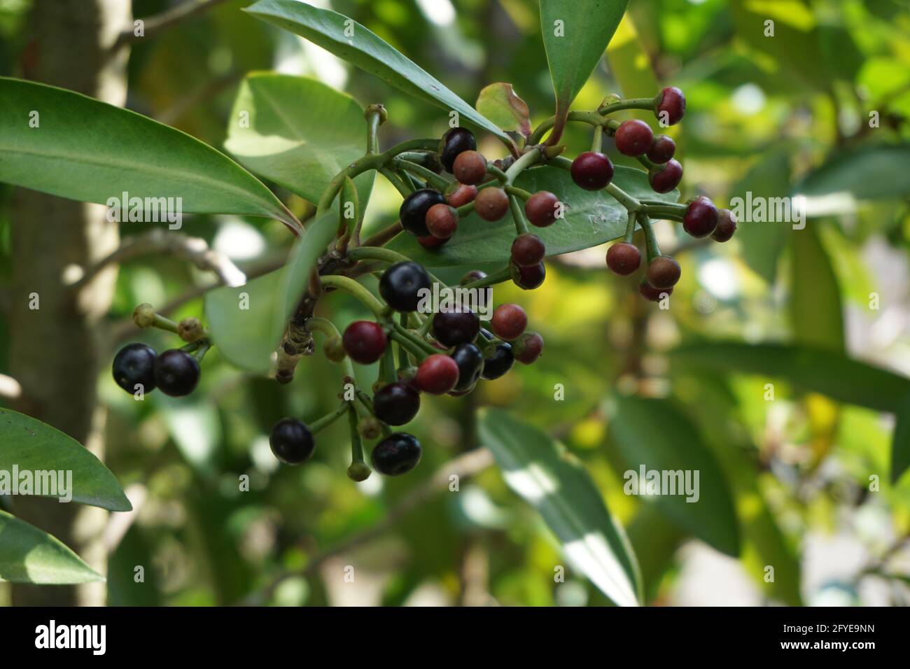 Ardisia elliptica (shoebutton ardisia, duck's eye and coralberry) with a natural background. Indonesian call it lempeni Stock Photo