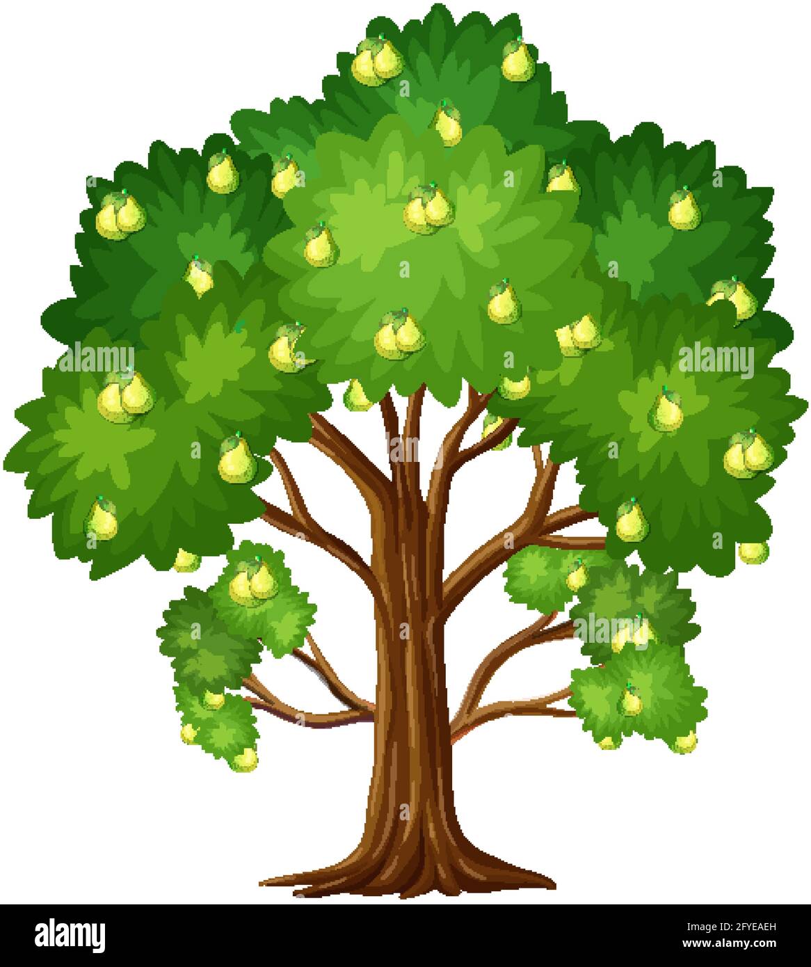 Pear fruit tree isolated on white background illustration Stock Vector ...
