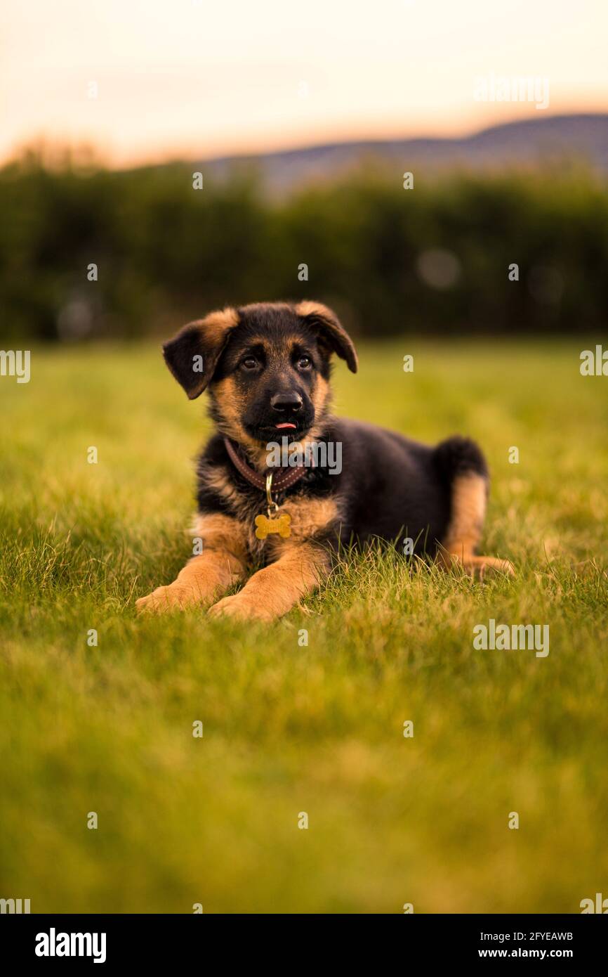 Puppy dog with natual pose Stock Photo