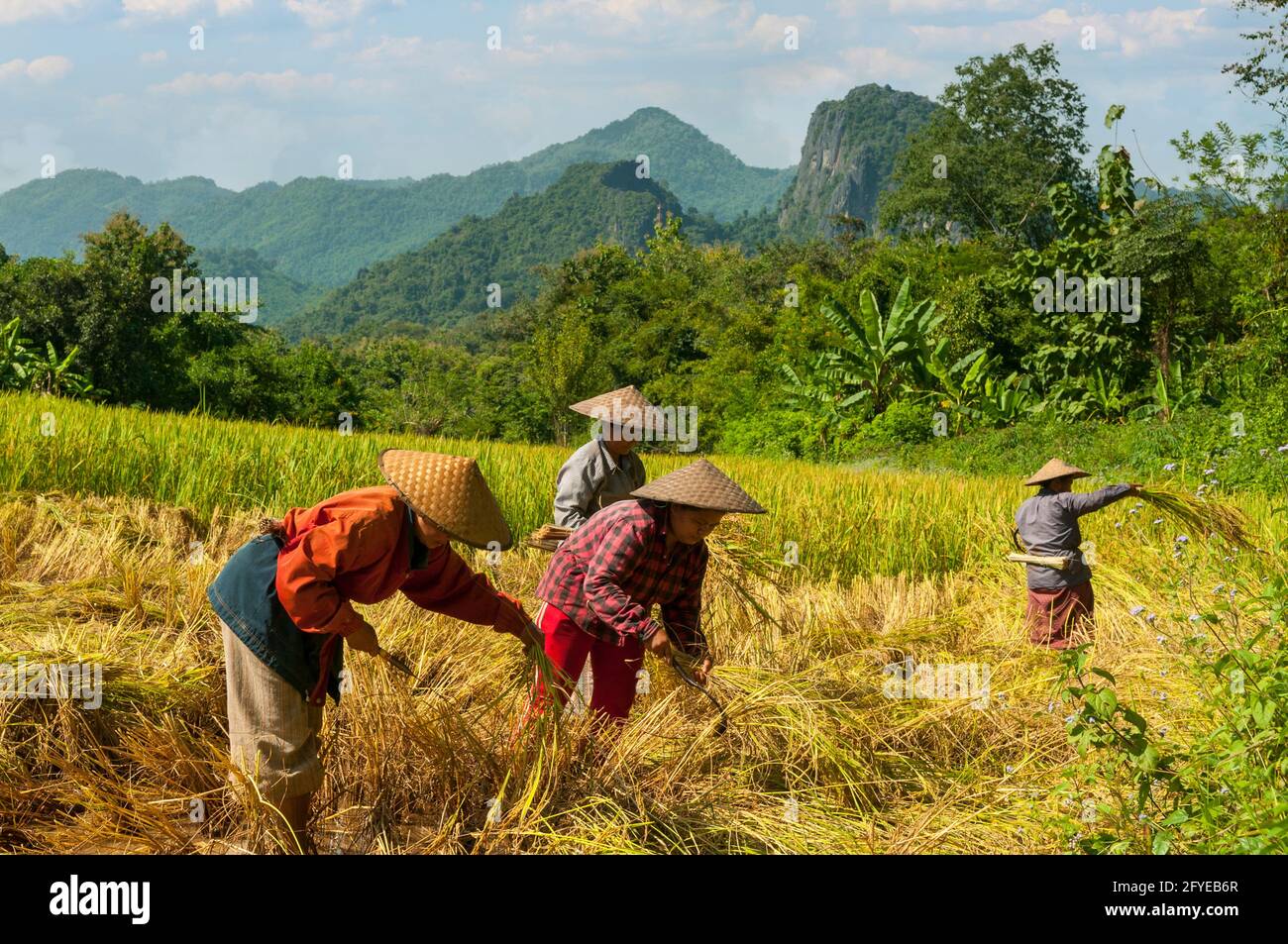 Rice Harvesting near Ban Pak Ou, Laos Stock Photo