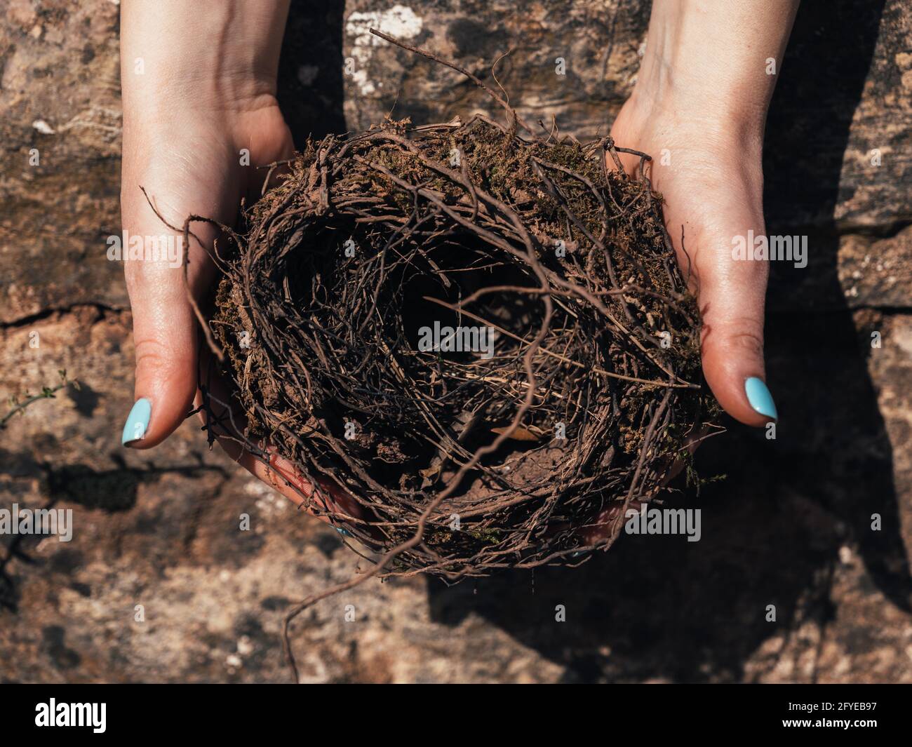 Closeup of female hands holding a fragile empty bird's nest, view from