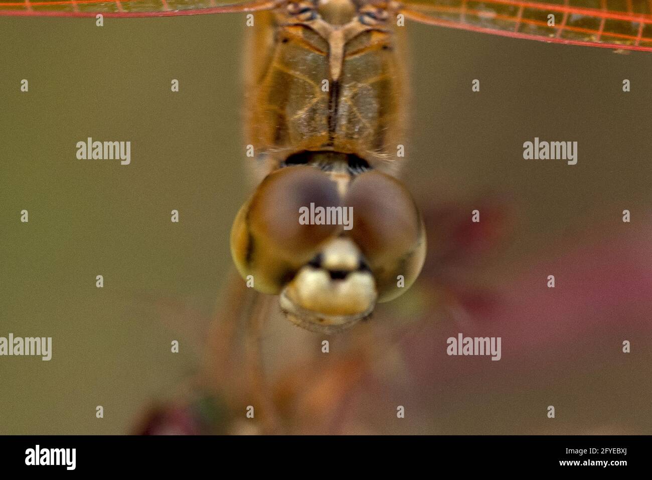 Selective focus shot of a dragonfly on a plant Stock Photo - Alamy