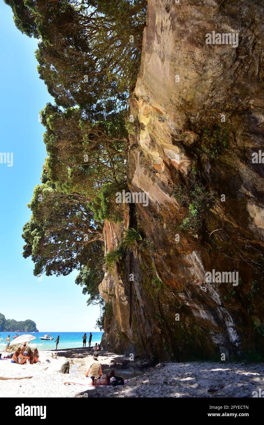 Tall rocky cliff with small waterfall and pohutukawa tree cover right on sandy beach providing shade for sunbathers. Stock Photo