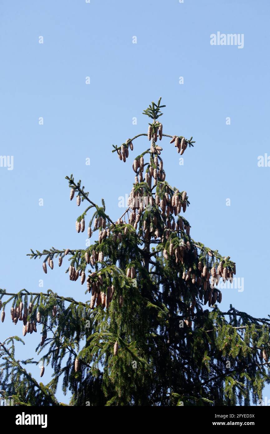 Tannenbaum, Tannenzapfen, Baumkrone, Blauer Himmel Stock Photo