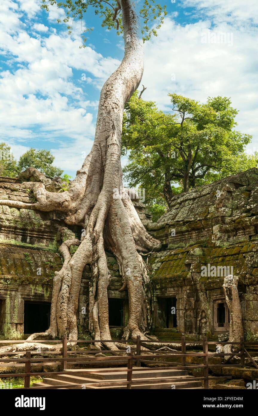 World roots hi-res stock photography and images - Alamy