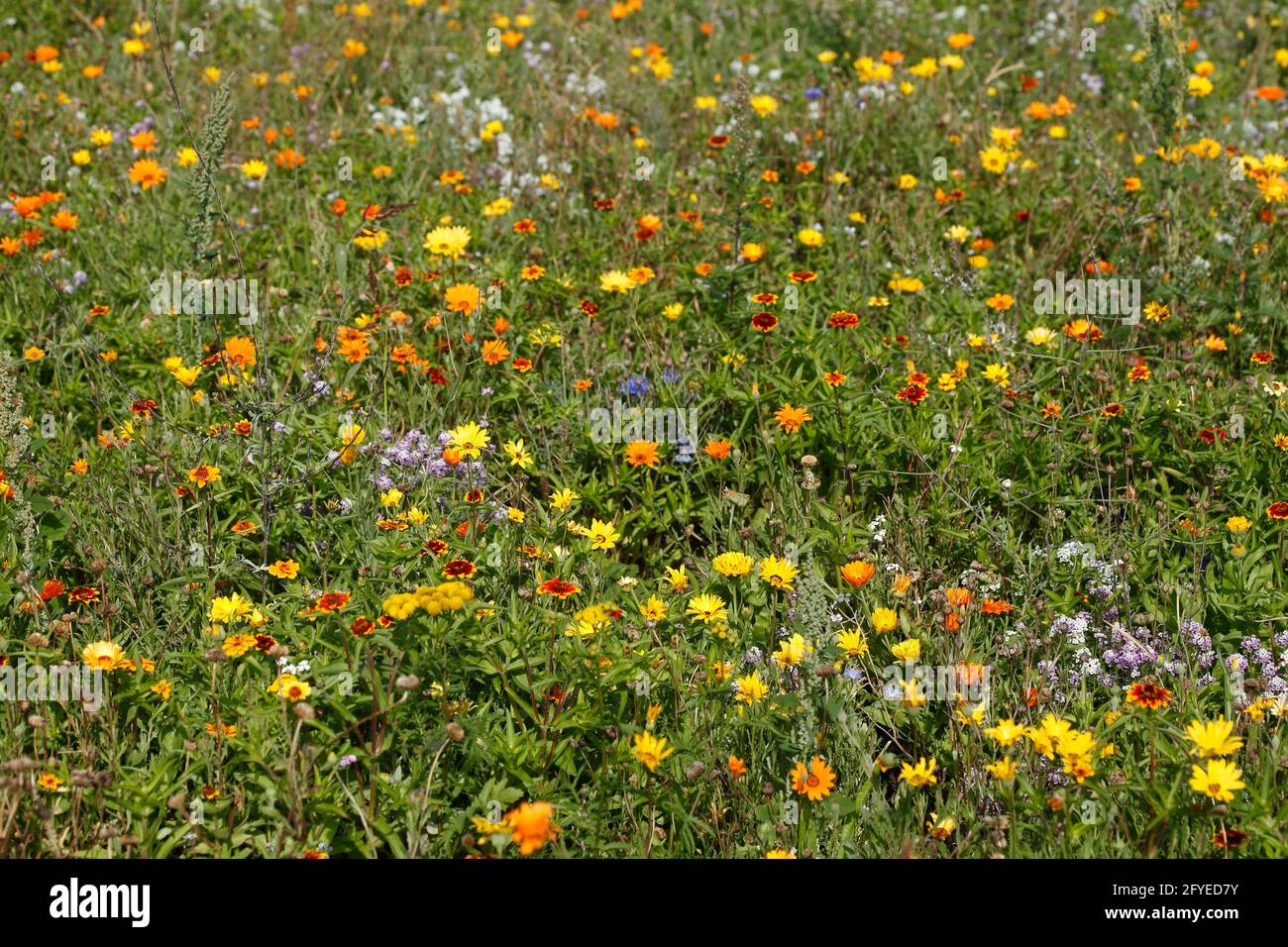Bunte Sommerblumen auf einer Blumenwiese, Deutschland, Europa Stock Photo