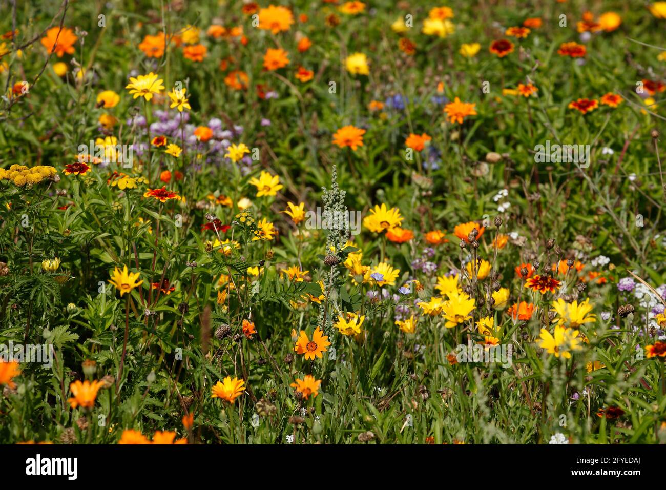 Bunte Sommerblumen auf einer Blumenwiese, Deutschland, Europa Stock Photo