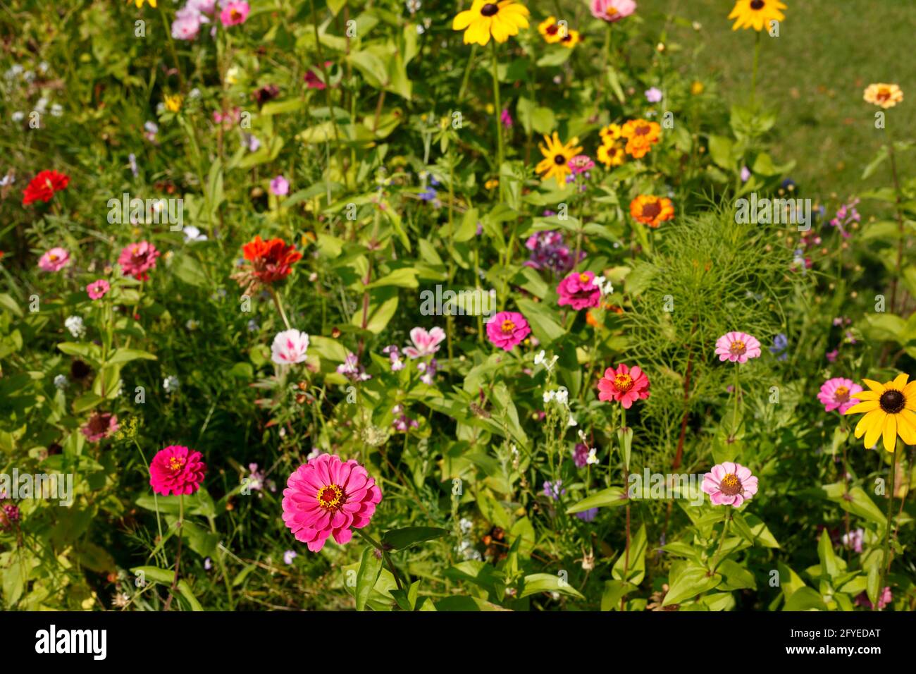 Bunte Sommerblumen in einem Vorgarten, Deutschland, Europa Stock Photo