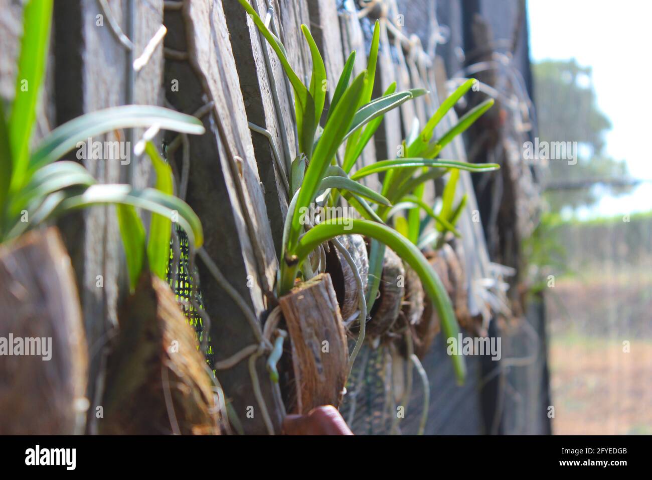 Dendrobium orchid plant with coconut husk Stock Photo Alamy