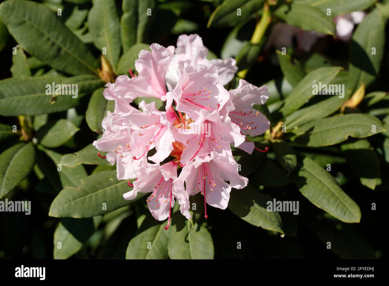 Rose Rhododendronblüte, Close-Up, Deutschland Stock Photo