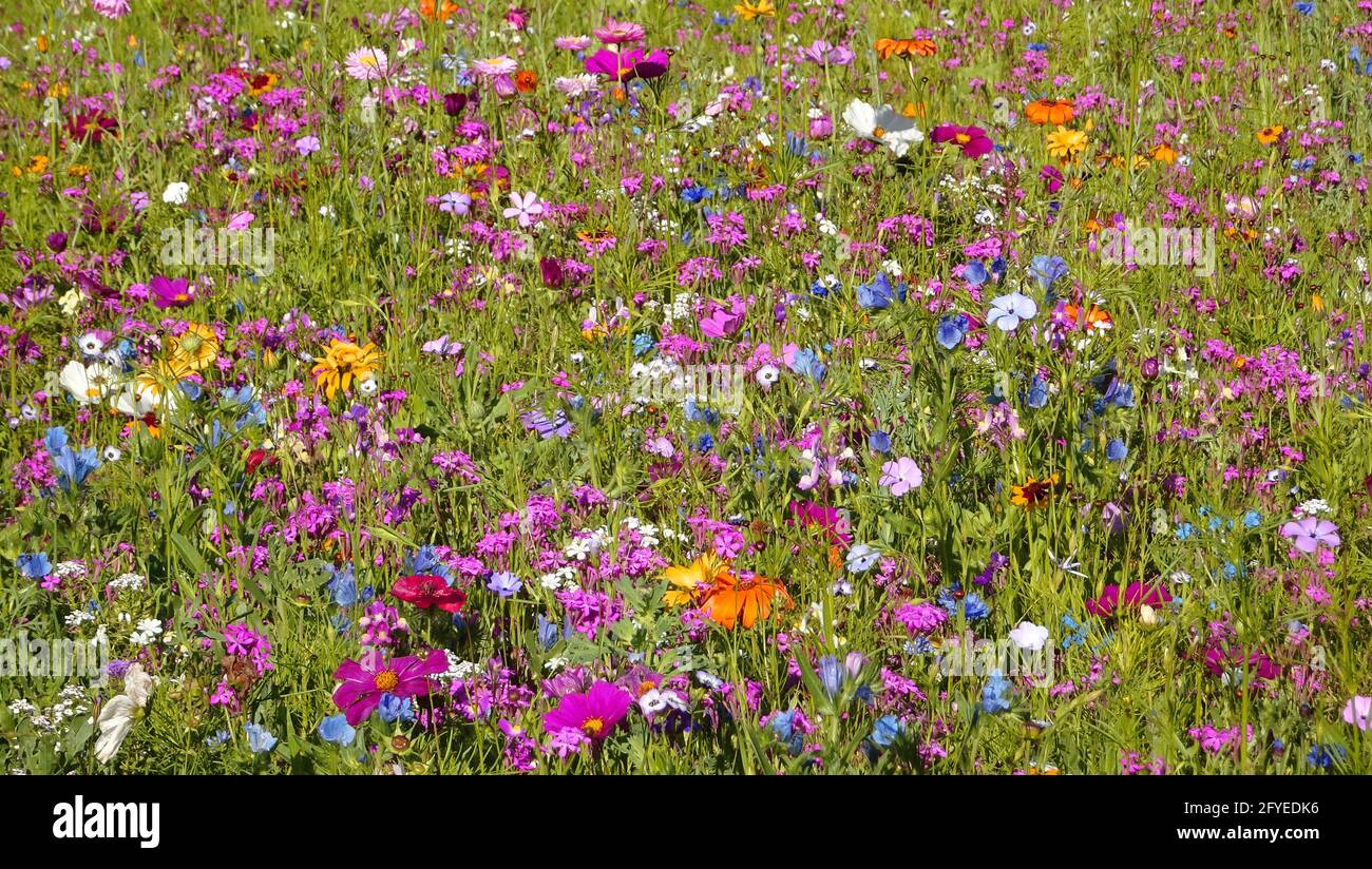 A cheerful flower meadow in the sunlight. A striking feature in this color spectacle is the bright pink Cosmos bipinnatus Stock Photo