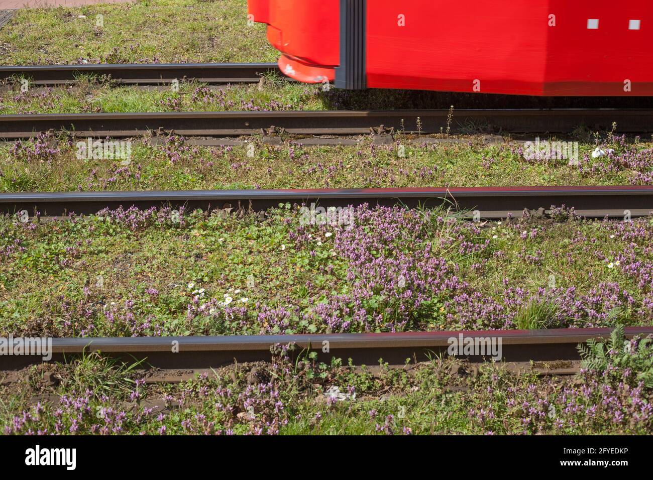 Straßenbahn, Straßenbahnschienen, Rasenfläche, Deutschland, Europa Stock Photo