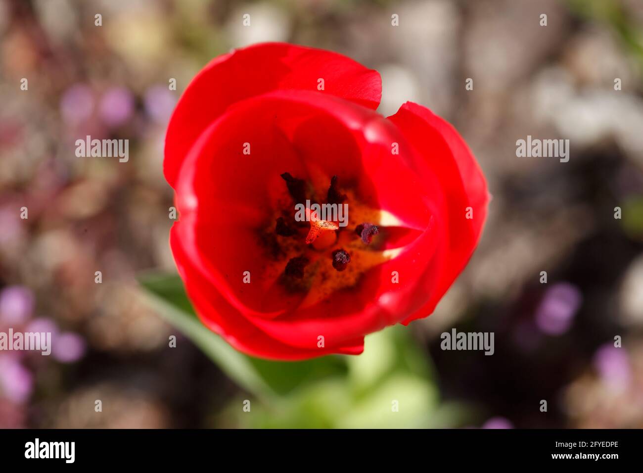 Rot blühendeTulpe (Tulipa), Closeup, Deutschland Stock Photo