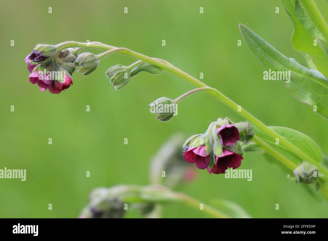 Cynoglossum montanum or Cynoglossum officinale. Gypsy flower Stock Photo