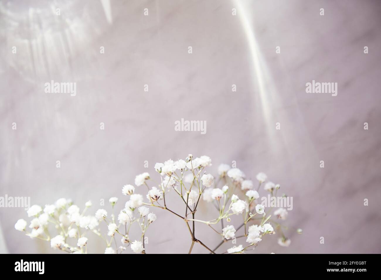 Trendy background with natural shadows, lights and white gypsophila flower. Selective focus. Copy space. Stock Photo