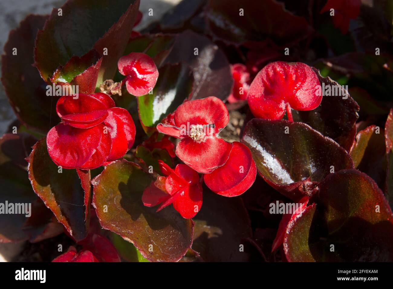 wonderful red begonias adorn the gardens in Heybeliada. Stock Photo